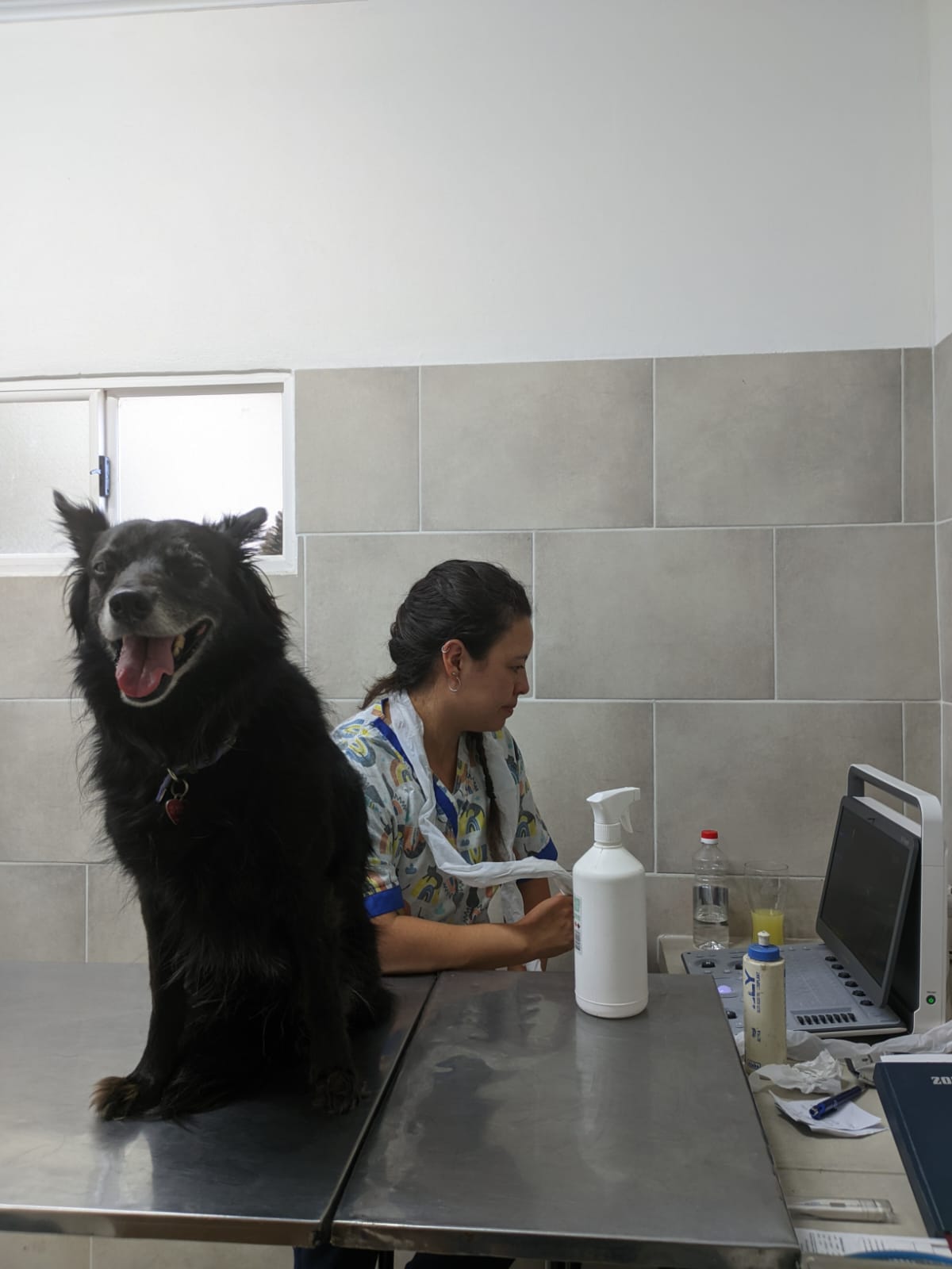 Veterinaria realizando una ecografía a un perro en ecovetlp, Berazategui