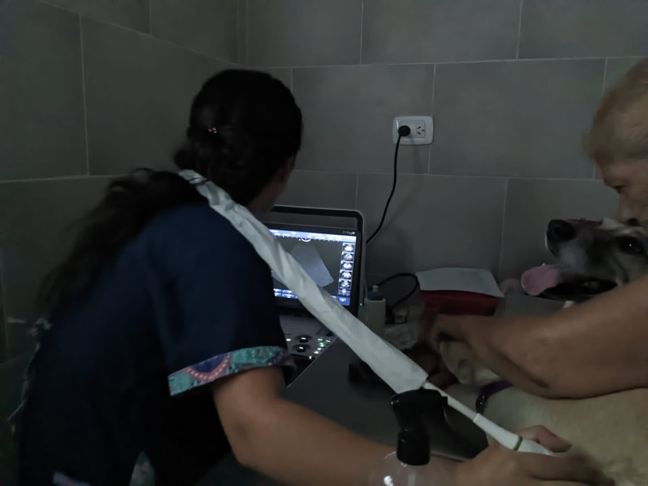 Ecografía veterinaria realizada a un perro en ecovetlp